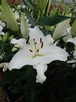 [5287 Pacific Ocean No02.JPG]